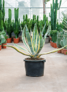 agave-damerique-panache-agave-americana-variegata-6.jpg