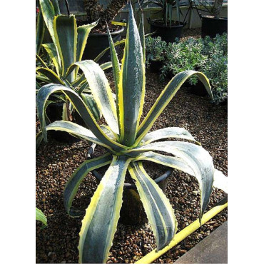 AGAVE americana VARIEGATA (Agave d'Amérique panaché)1