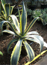 agave-damerique-panache-agave-americana-variegata-1.jpg