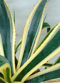 agave-damerique-panache-agave-americana-variegata-3.jpg
