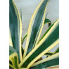 AGAVE americana VARIEGATA (Agave d'Amérique panaché)2