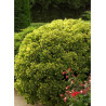 EUONYMUS japonicus AUREOMARGINATUS
