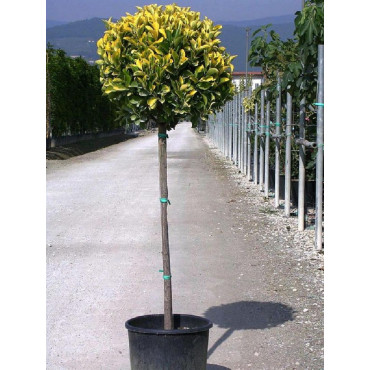 EUONYMUS japonicus AUREOMARGINATUS (Fusain du Japon doré) En pot forme tige hauteur du tronc 090-110 cm