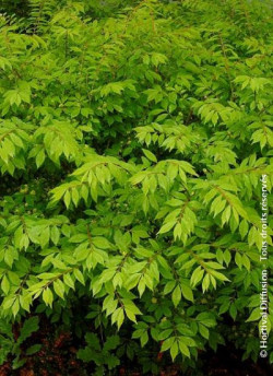 EUONYMUS alatus COMPACTUS