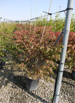 EUONYMUS alatus COMPACTUS En pot de 15-20 litres buisson hauteur 080-100 cm