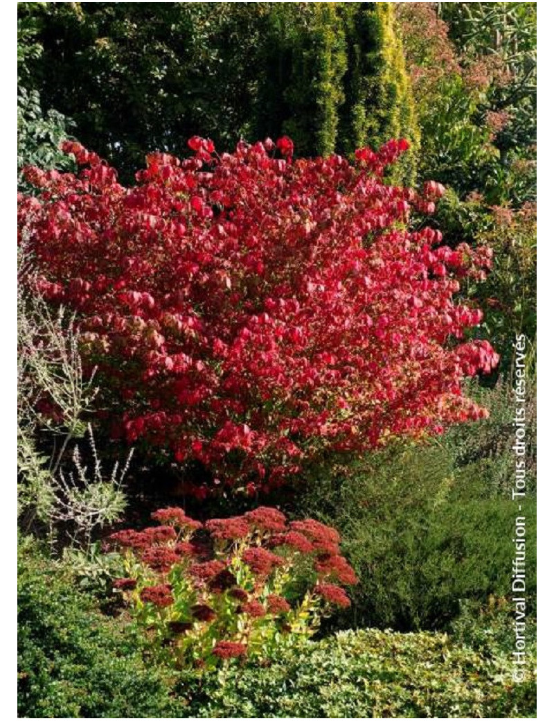 EUONYMUS alatus COMPACTUS (Fusain à bois ailé compact)