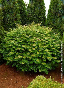 EUONYMUS alatus COMPACTUS