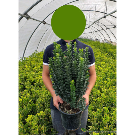 EUONYMUS japonicus BENKOMOKI (Fusain du Japon Benkomoki)