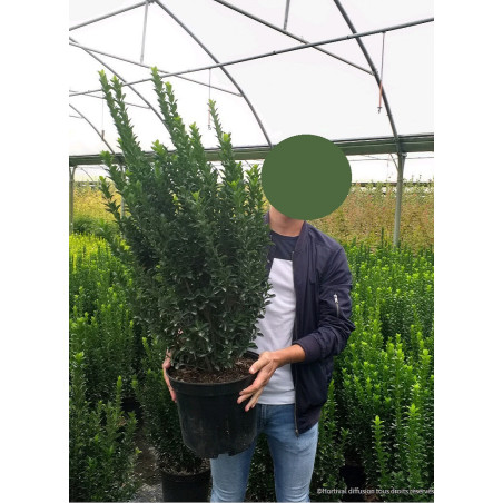 EUONYMUS japonicus BENKOMOKI (Fusain du Japon Benkomoki)