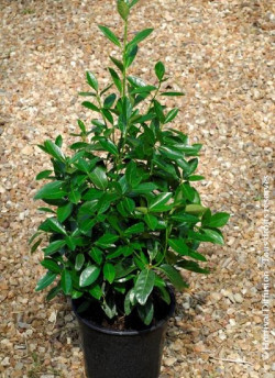 EUONYMUS japonicus GREEN MILLENIUM  En pot de 4-5 litres