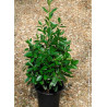 EUONYMUS japonicus GREEN MILLENIUM ® cov (Fusain du Japon Green Millenium) En pot de 4-5 litres