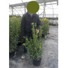 EUONYMUS japonicus GREEN MILLENIUM ® cov (Fusain du Japon Green Millenium) En pot de 10-12 litres