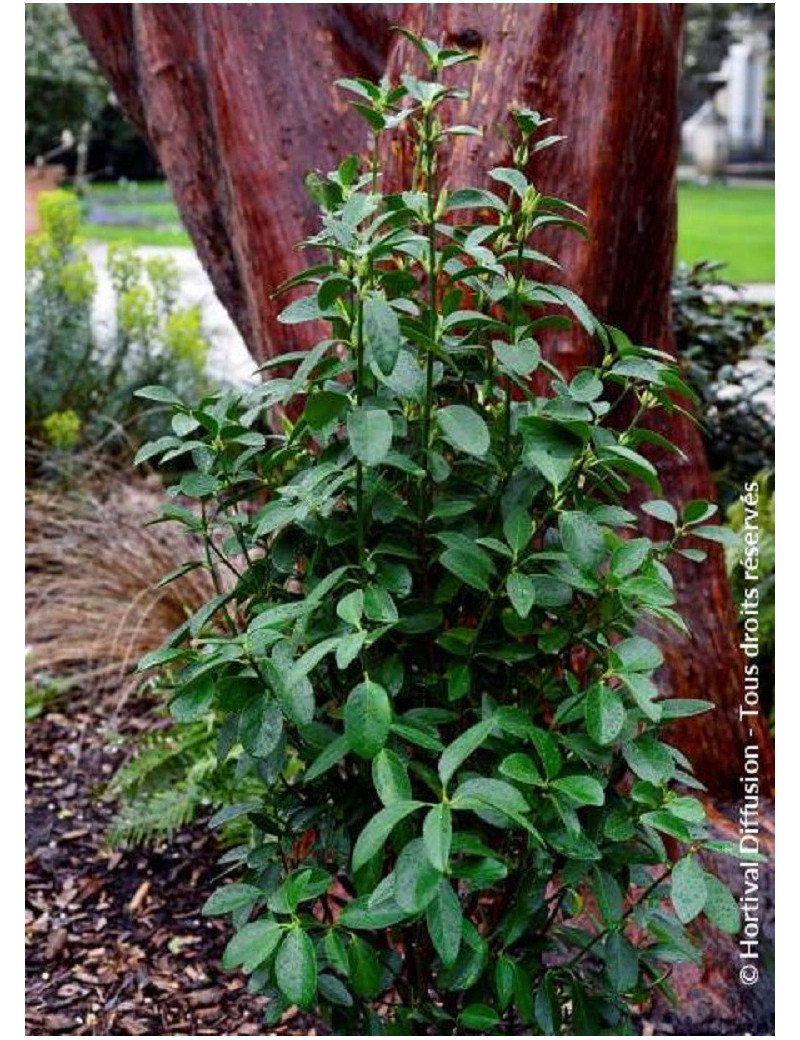 EUONYMUS japonicus GREEN MILLENIUM ® cov (Fusain du Japon Green Millenium)