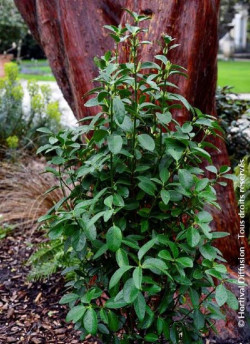 EUONYMUS japonicus GREEN MILLENIUM
