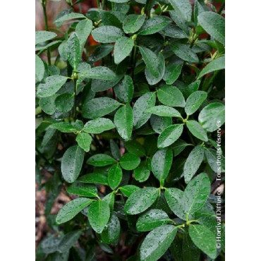 EUONYMUS japonicus GREEN MILLENIUM ® cov (Fusain du Japon Green Millenium)1