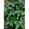 EUONYMUS japonicus GREEN MILLENIUM ® cov (Fusain du Japon Green Millenium)1