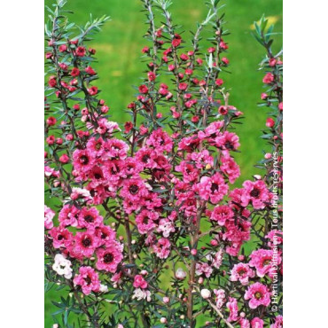 LEPTOSPERMUM scoparium JUBILÉE (Leptospermum)