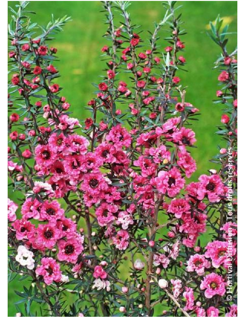 LEPTOSPERMUM scoparium JUBILÉE (Leptospermum)