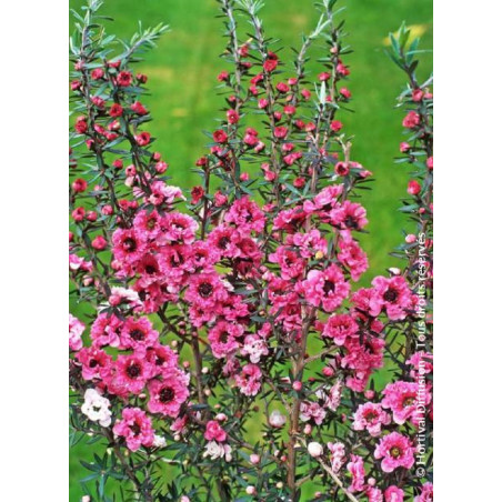 LEPTOSPERMUM scoparium JUBILÉE (Leptospermum)