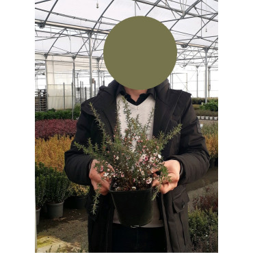 LEPTOSPERMUM scoparium RED DAMASK (Leptospermum) En pot de 2-3 litres