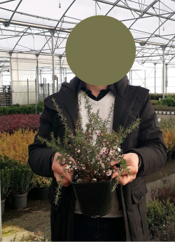 LEPTOSPERMUM scoparium RED DAMASK En pot de 2-3 litres