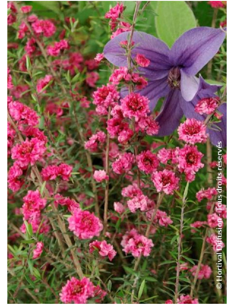 LEPTOSPERMUM scoparium RED DAMASK (Leptospermum)