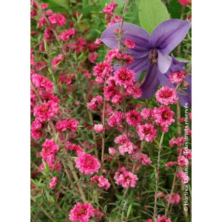 LEPTOSPERMUM scoparium RED DAMASK (Leptospermum)