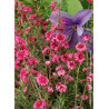 LEPTOSPERMUM scoparium RED DAMASK (Leptospermum)