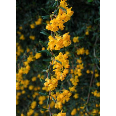 BERBERIS stenophylla (Épine vinette)2