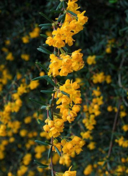BERBERIS stenophylla