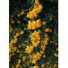 BERBERIS stenophylla (Épine vinette)2