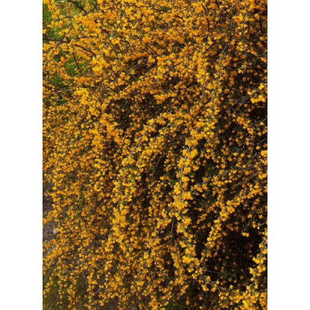 BERBERIS stenophylla (Épine vinette)