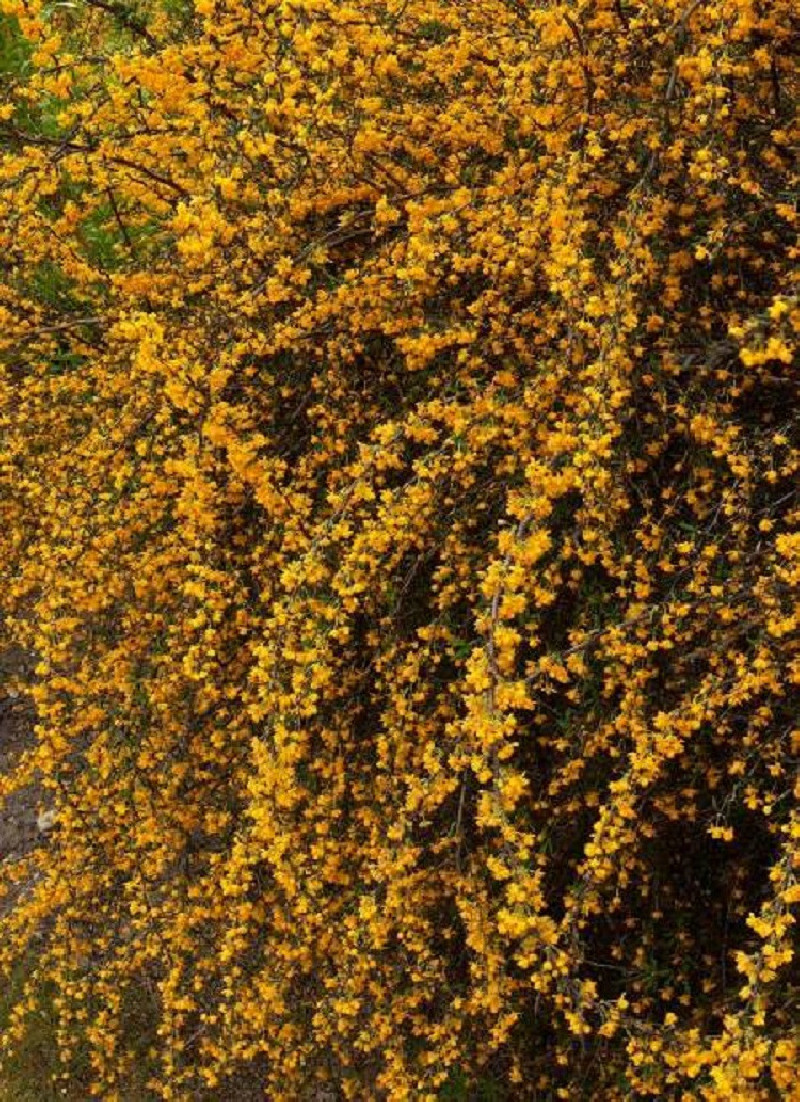 BERBERIS stenophylla