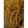 BERBERIS stenophylla