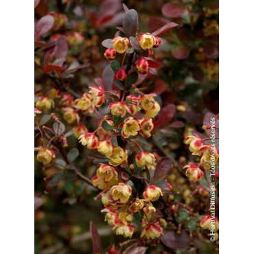 BERBERIS thunbergii ATROPURPUREA