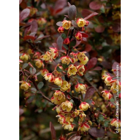 BERBERIS thunbergii ATROPURPUREA (Épine vinette)