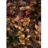 BERBERIS thunbergii ATROPURPUREA (Épine vinette)2