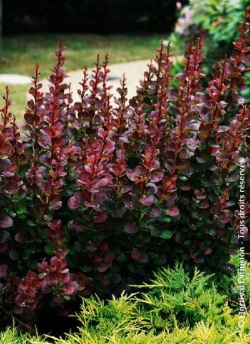 BERBERIS thunbergii ATROPURPUREA