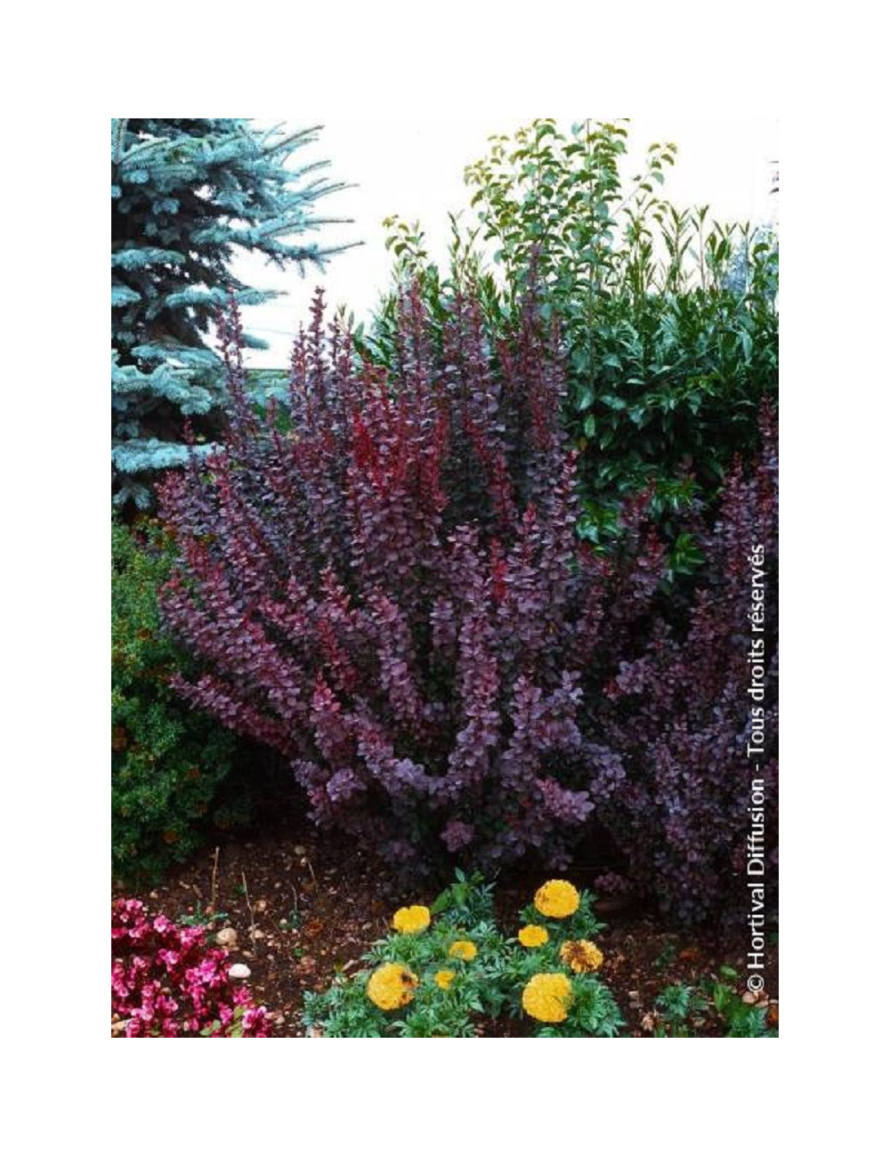 BERBERIS thunbergii ATROPURPUREA