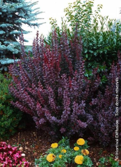BERBERIS thunbergii ATROPURPUREA