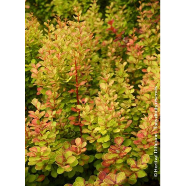 BERBERIS thunbergii ORANGE TORCH ® (Épine vinette)2