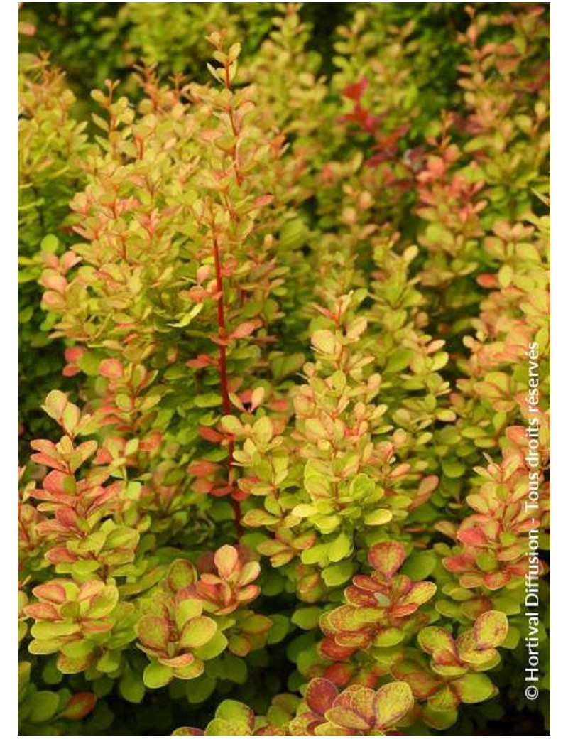 BERBERIS thunbergii ORANGE TORCH ® (Épine vinette)2