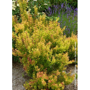 BERBERIS thunbergii ORANGE TORCH ® (Épine vinette)