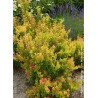 BERBERIS thunbergii ORANGE TORCH ® (Épine vinette)