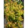 BERBERIS thunbergii ORANGE TORCH ® (Épine vinette)1