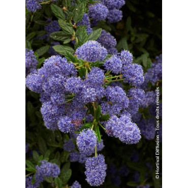 CEANOTHUS CONCHA (Céanothe)1