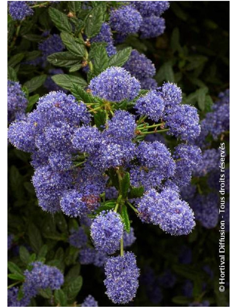 CEANOTHUS CONCHA (Céanothe)1