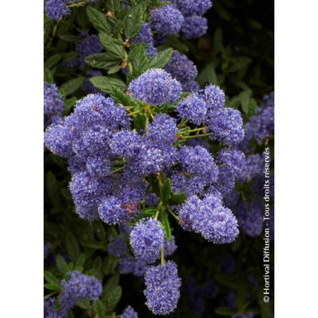 CEANOTHUS CONCHA (Céanothe)1