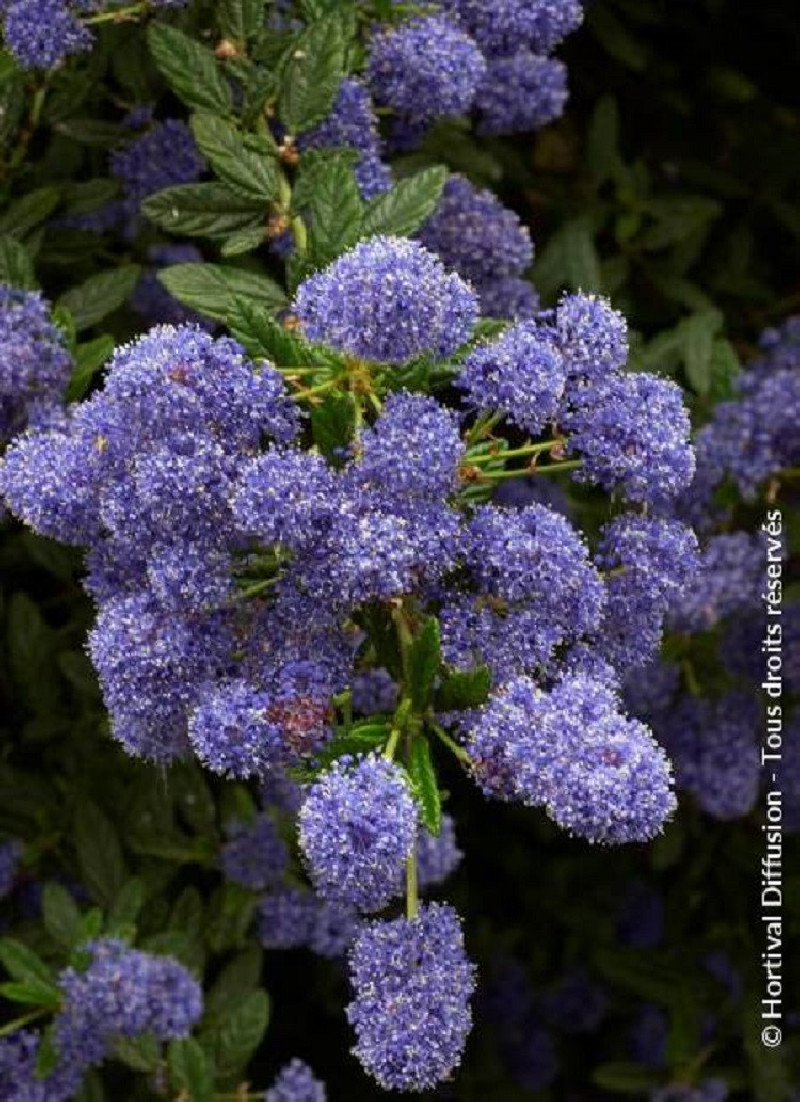 CEANOTHUS CONCHA