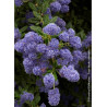 CEANOTHUS CONCHA (Céanothe)1